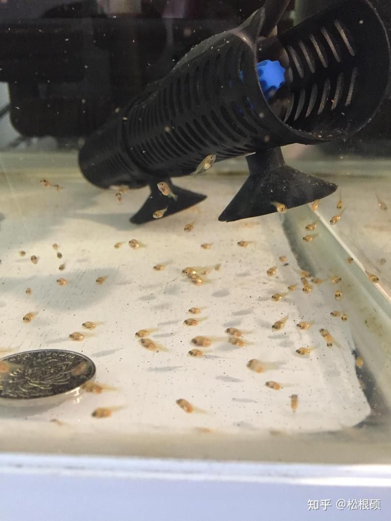 金龍魚繁殖時需要準備哪些設備？