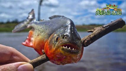 金龍魚大戰食人魚：金龍魚與食人魚的傳說