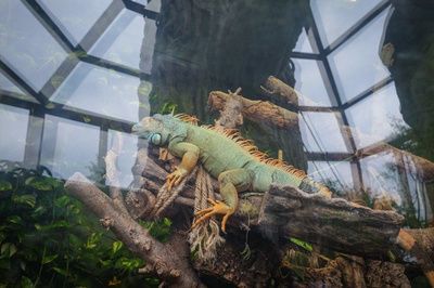 金龍魚大戰食人魚：金龍魚與食人魚的傳說
