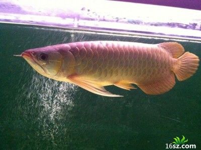 龍魚(yú)病癥與治療方法有哪些呢圖片：龍魚(yú)常見(jiàn)病癥及其治療方法，龍魚(yú)病癥與治療方法詳解