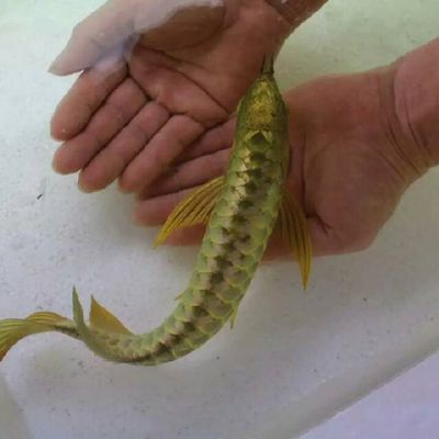 國內龍魚經銷商排名第一的品牌是什么：國內龍魚經銷商排名第一的品牌