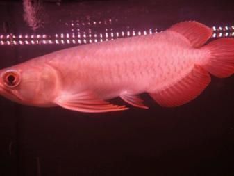 國內龍魚經銷商排名第一的品牌是什么：國內龍魚經銷商排名第一的品牌