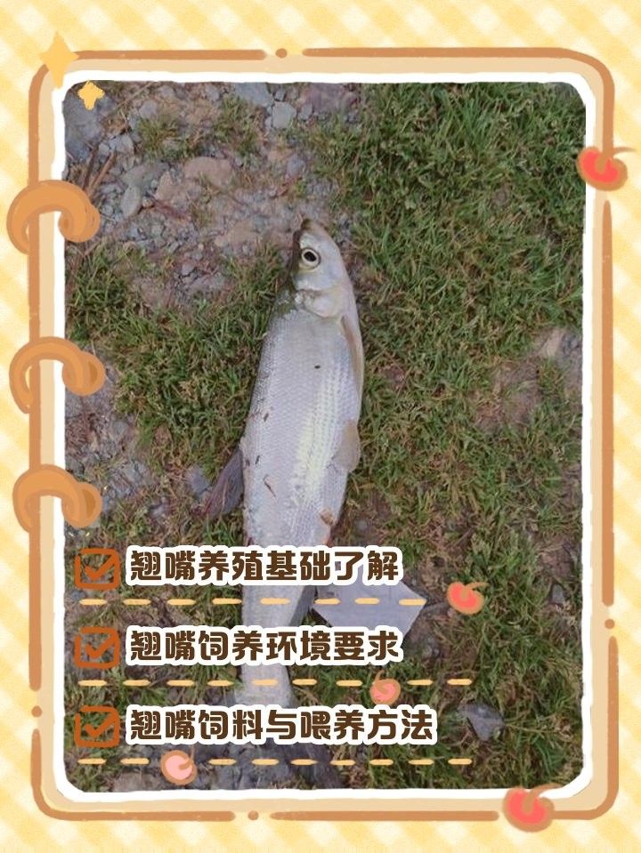 龍魚翹嘴好不好養活呢