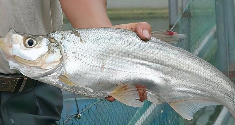 龍魚翹嘴好不好養活呢