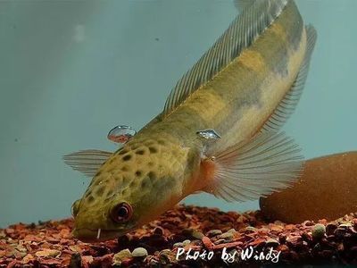 潛心夢徒還有哪些代表作品？