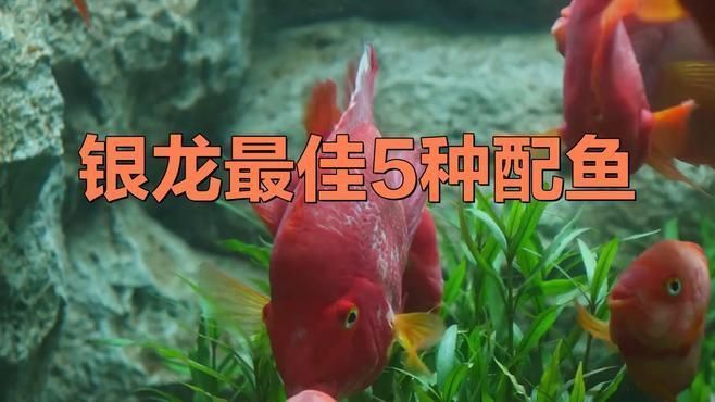 兩條銀龍魚能養在一起嗎