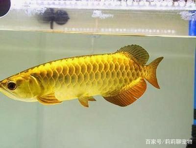 高背與過背龍魚區別大嗎，高背與過背龍魚的區別