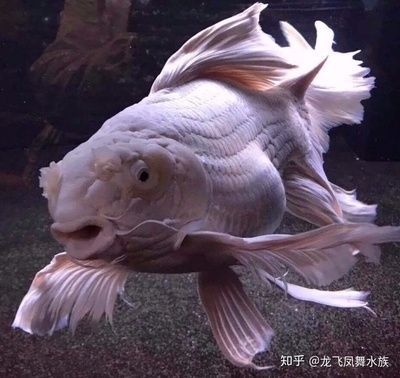 蝴蝶金龍魚：“蝴蝶金龍魚”