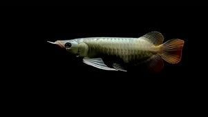 蝴蝶金龍魚：“蝴蝶金龍魚”