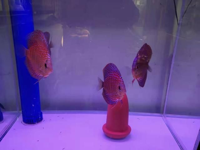 雷龍魚缸內裝飾品推薦：雷龍魚缸裝飾推薦