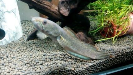 雷龍魚缸內裝飾品推薦：雷龍魚缸裝飾推薦