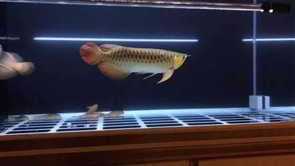 龍魚過背是什么意思呀：如何鑒別高品質過背龍魚