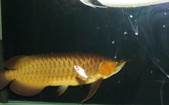 龍魚的尾巴怎么樣才能變大一些？：如何讓龍魚的尾巴變大