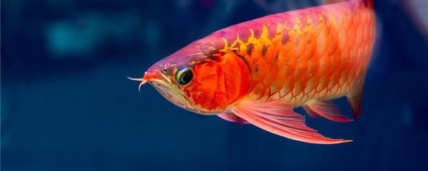 40公分紅龍魚(yú)2天喂一次行嗎（30-40公分的紅龍魚(yú)一天喂幾次）