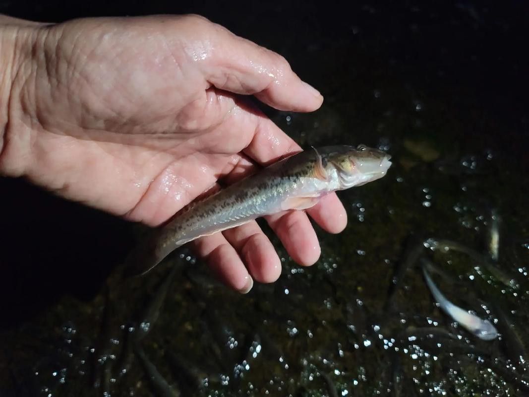 斑尾龍魚圖片大全大圖