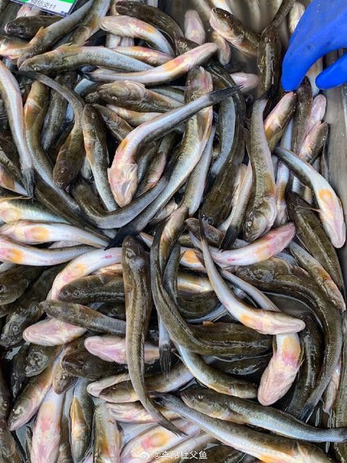 斑尾龍魚圖片大全大圖