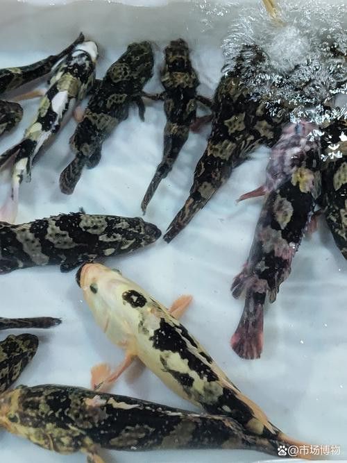 斑尾龍魚圖片大全大圖