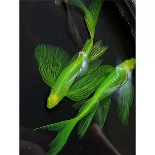 斑尾龍魚圖片大全大圖