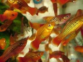 斑尾龍魚圖片大全大圖