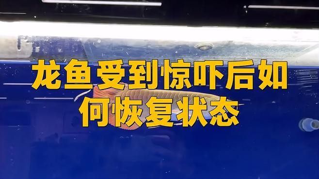 龍魚受驚后需要隔離嗎？