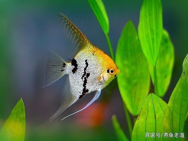 龍魚受驚后需要隔離嗎？