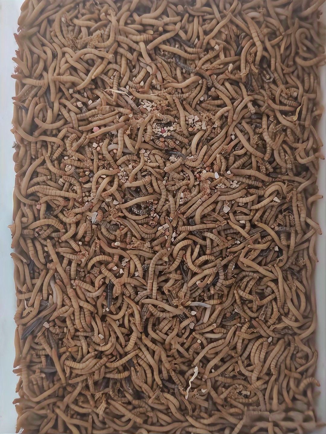 龍魚吃面包蟲嗎