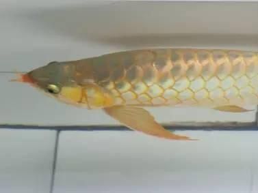 金龍魚怎么檢疫（金龍魚檢疫的具體步驟和注意事項）