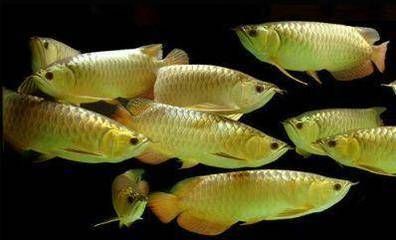 潮汕龍魚是什么魚類的（潮汕人不能不知道的44條龍魚）