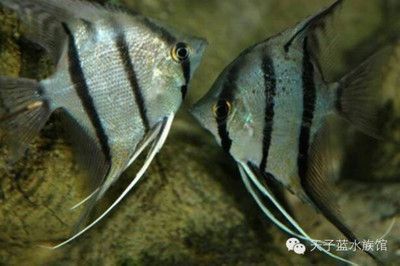 龍魚和埃及神仙混養：龍魚與埃及神仙混養的可行性