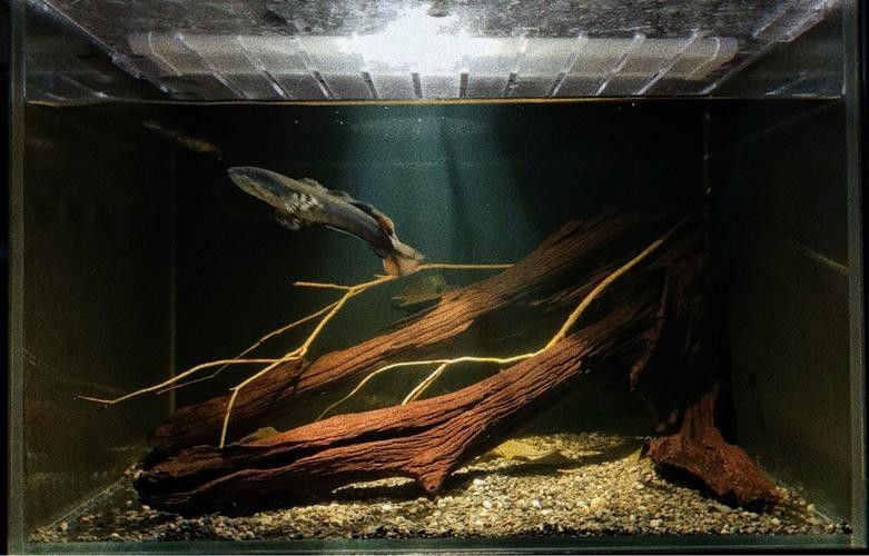龍魚缸放沉木圖片欣賞大全