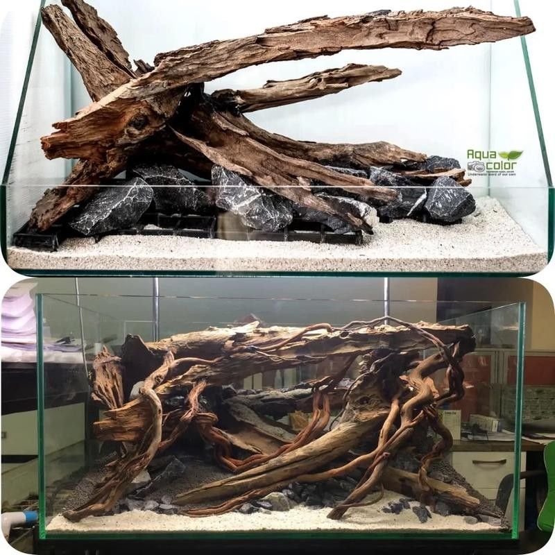 龍魚缸放沉木圖片欣賞大全
