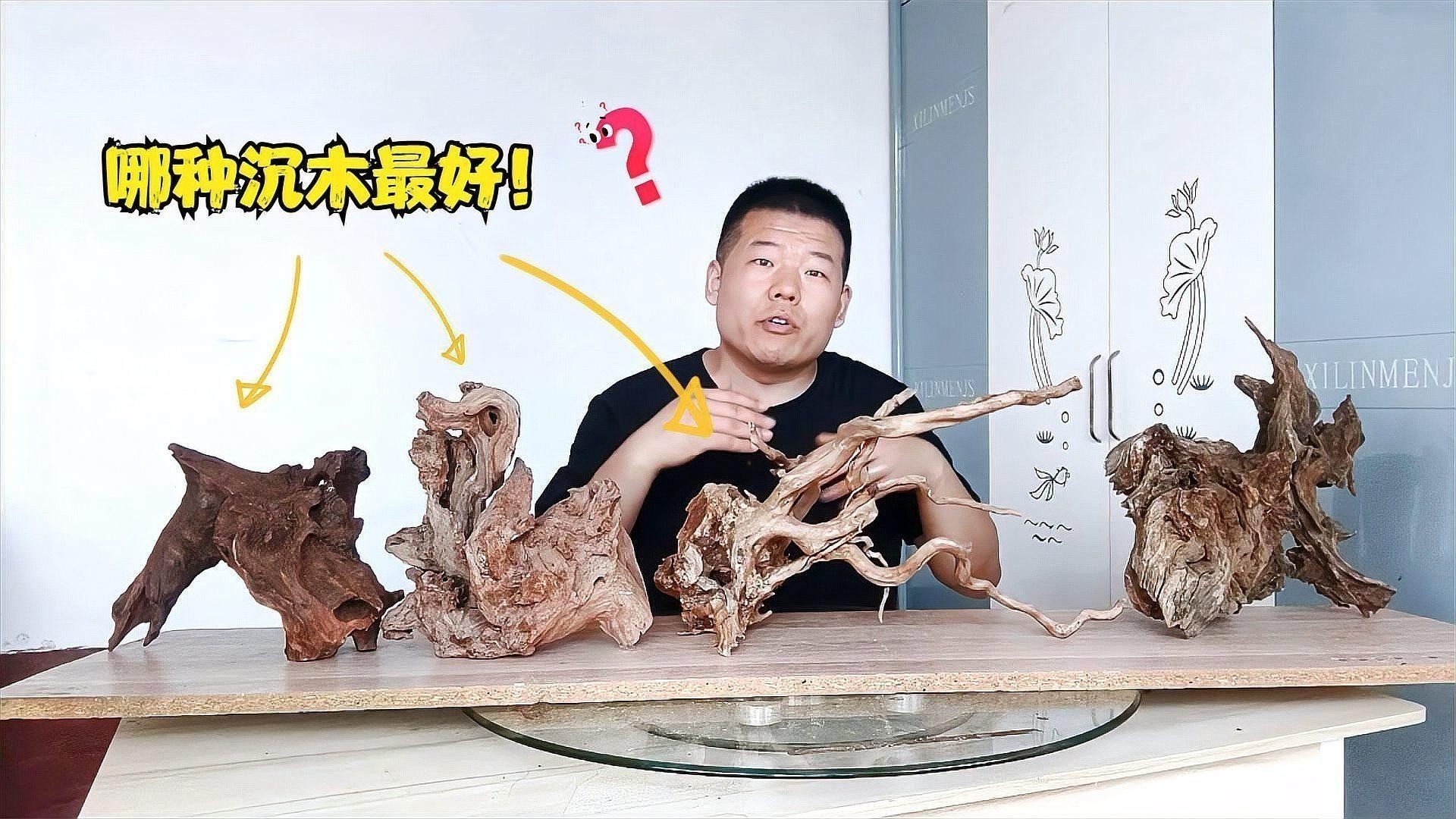 龍魚缸放沉木圖片欣賞大全