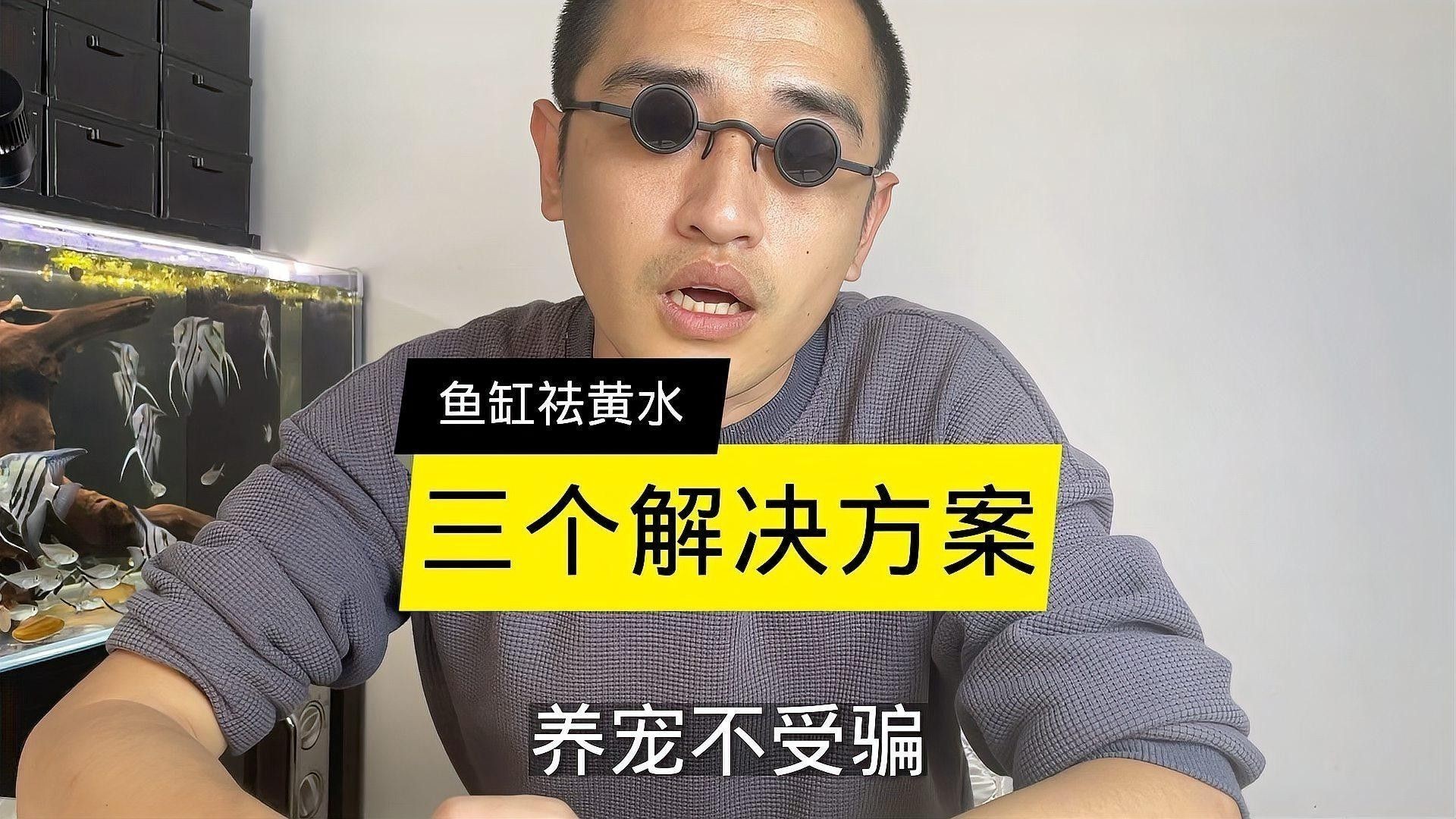 龍魚缸放沉木圖片欣賞大全