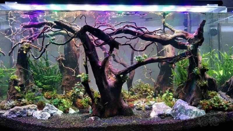 龍魚缸放沉木圖片欣賞大全