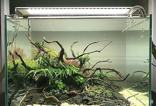 龍魚缸放沉木圖片欣賞大全