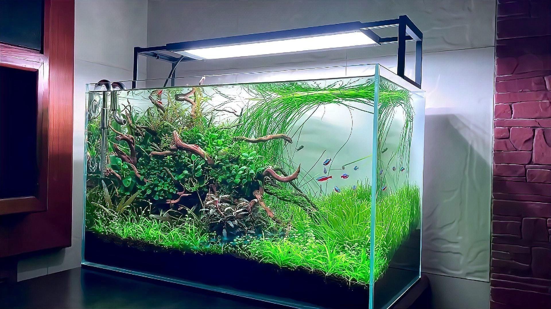 龍魚缸放沉木圖片欣賞大全