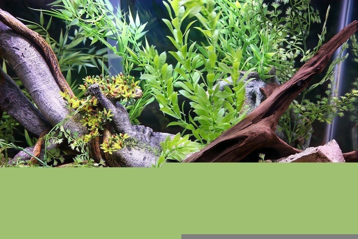 龍魚缸放沉木圖片欣賞大全