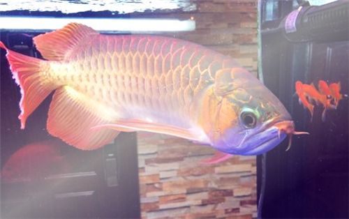 金龍魚跟紅龍魚哪個(gè)貴一點(diǎn)呢（金龍魚和紅龍魚哪個(gè)更貴）