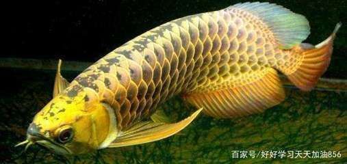 金龍魚跟紅龍魚哪個(gè)貴一點(diǎn)呢（金龍魚和紅龍魚哪個(gè)更貴）