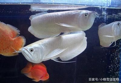 龍魚怎樣換水：給龍魚換水時注意事項和注意事項和注意事項