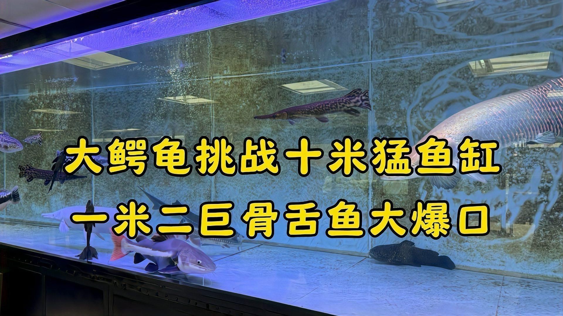 麻花闊嘴鯨好養嗎