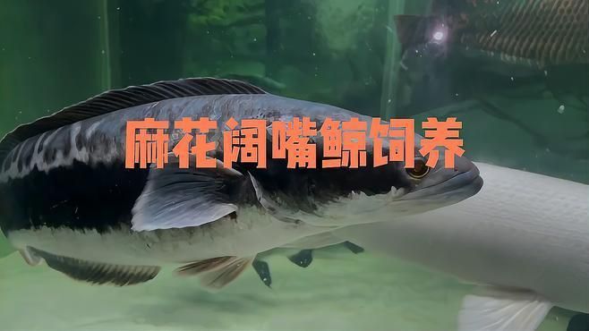 麻花闊嘴鯨好養嗎