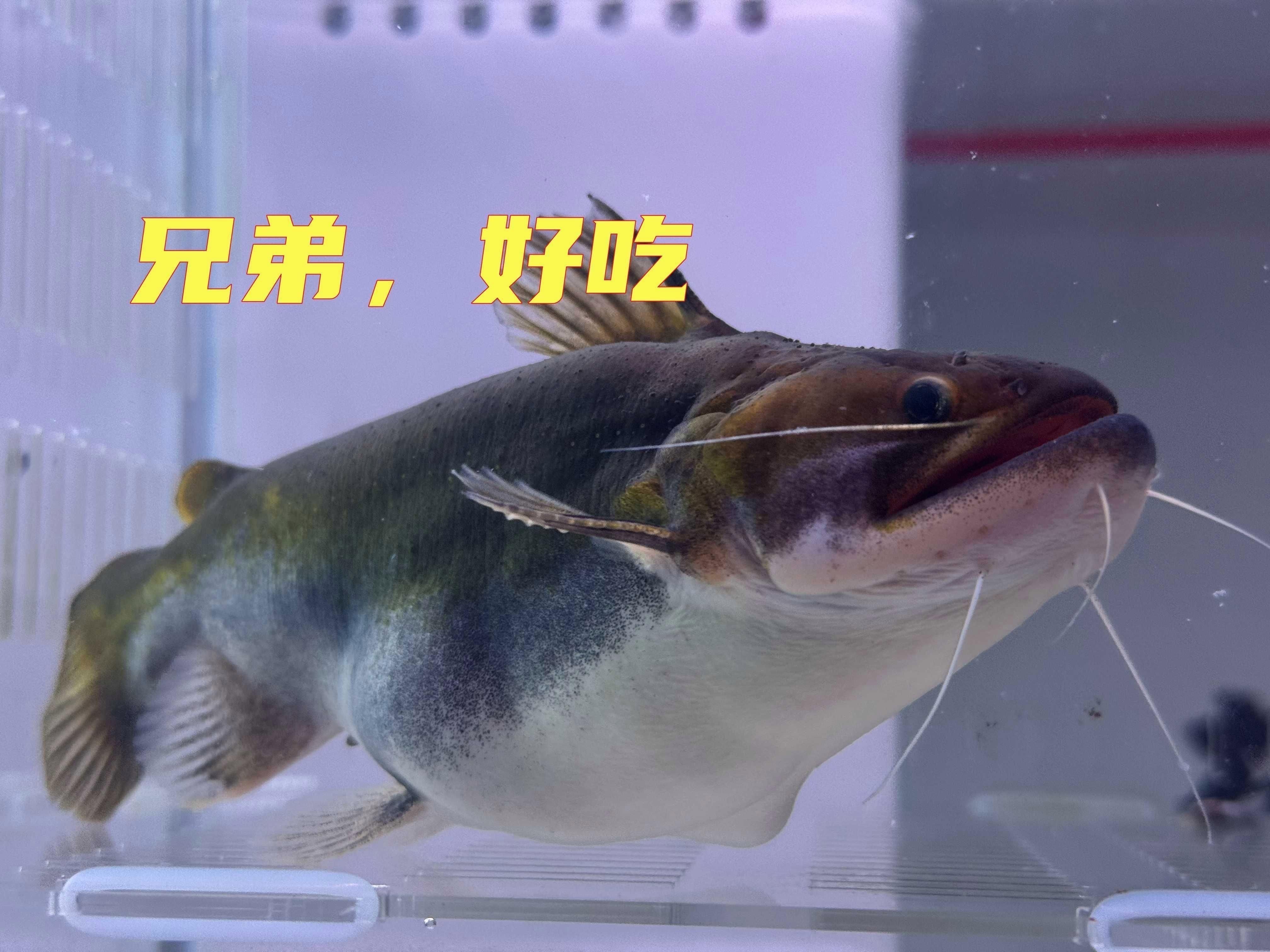 麻花闊嘴鯨好養嗎