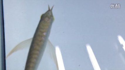 龍魚濾材多久換一次