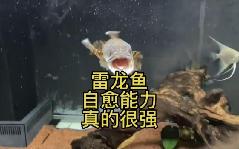 大湖紅龍和辣椒紅龍的市場(chǎng)價(jià)格差異大嗎？