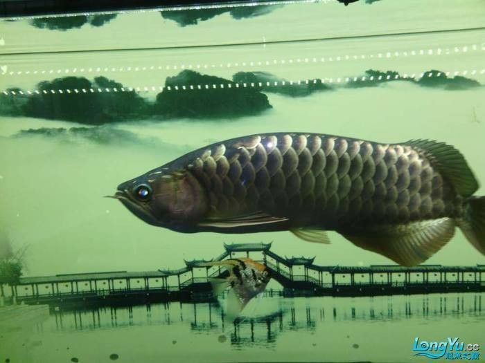 龍魚鱗片充血后多久會恢復原色？