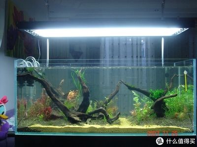 魚缸造景簡單簡約，簡約魚缸造景中的燈光選擇技巧如何維護魚缸生態平衡？