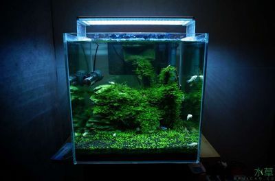 魚缸造景簡單簡約，簡約魚缸造景中的燈光選擇技巧如何維護魚缸生態平衡？