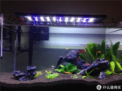 魚缸造景簡單簡約，簡約魚缸造景中的燈光選擇技巧如何維護魚缸生態平衡？