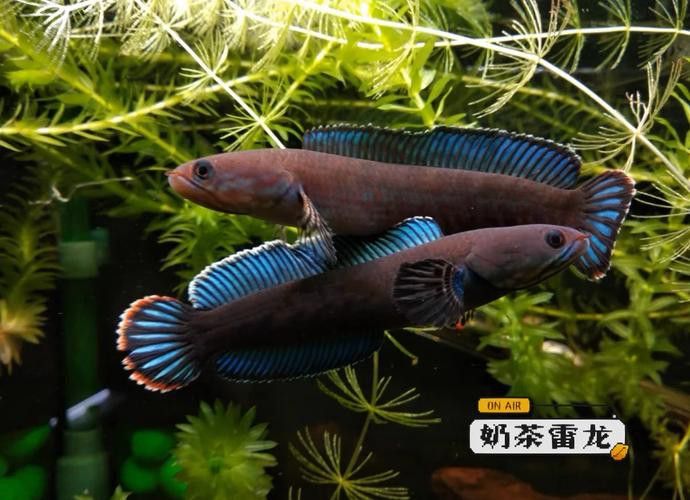 哪種雷龍魚最溫順